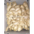 Venta al por mayor de Anqiu New Crop Air Dried Ginger